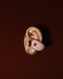 NUMA EARCUFF